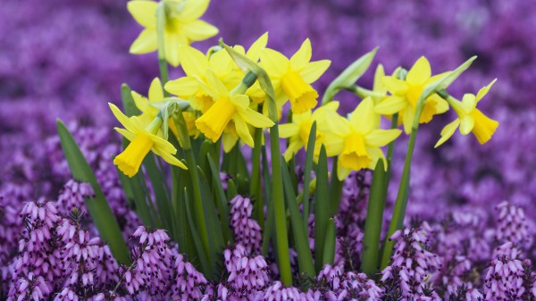 daffodils13