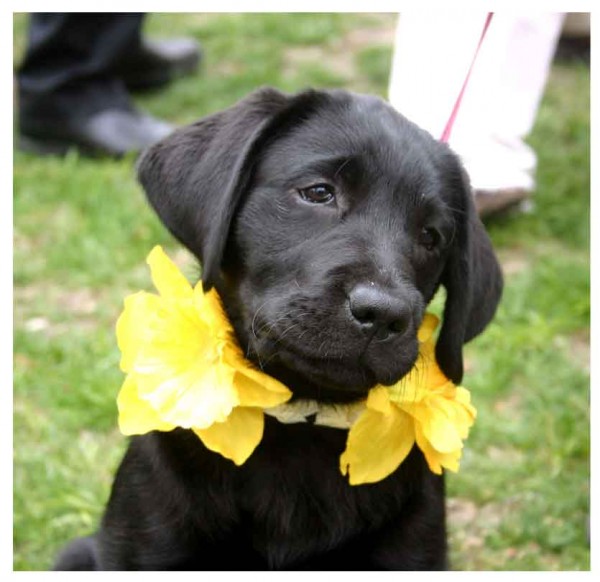 daffy-page_black-lab