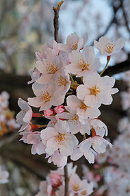 190px-2007_Sakura_of_Fukushima-e_007_rotated